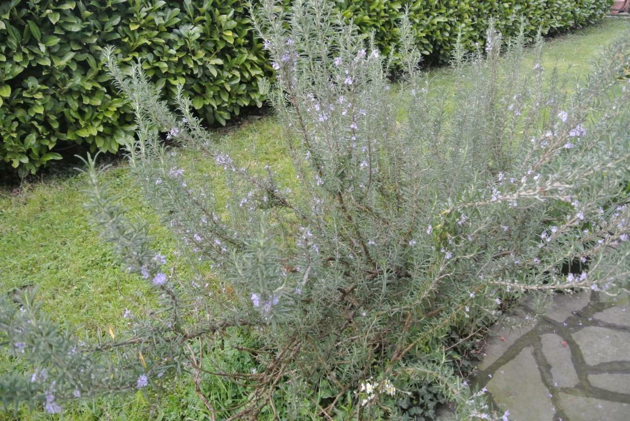 B&B La Damigiana Fioi Piano di Follo Exterior foto